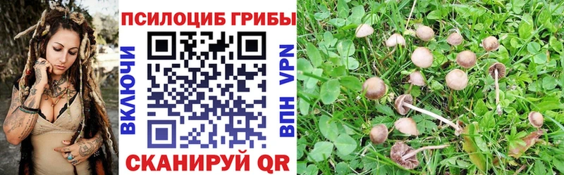 где найти   Волгодонск  Псилоцибиновые грибы GOLDEN TEACHER 